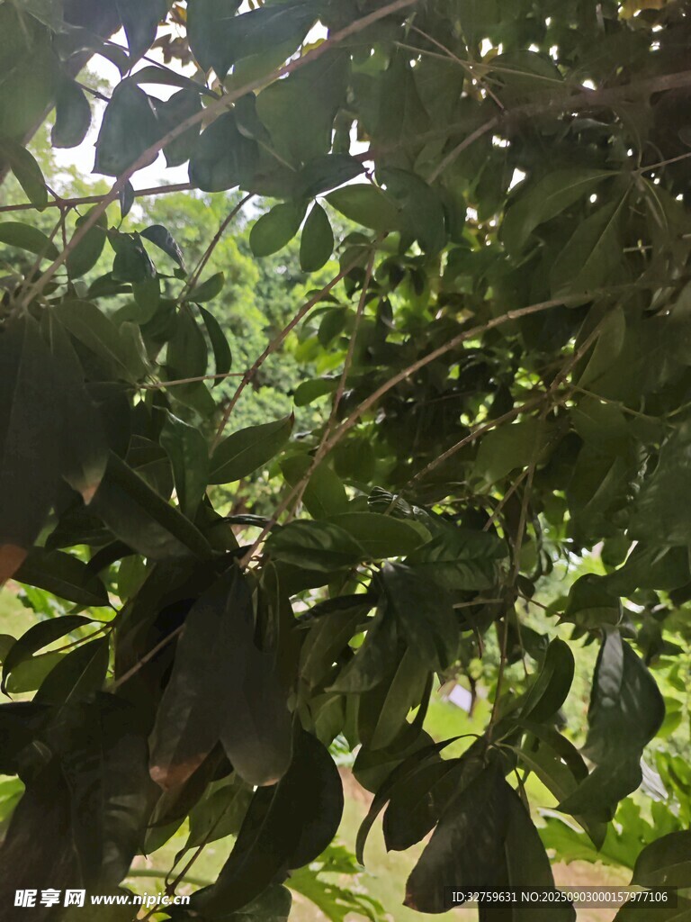 繁茂枝叶下的生机景象
