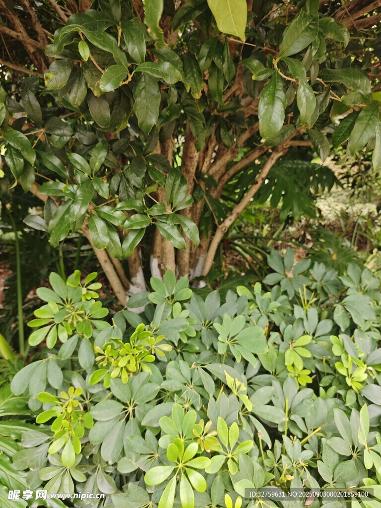 繁茂绿植景观