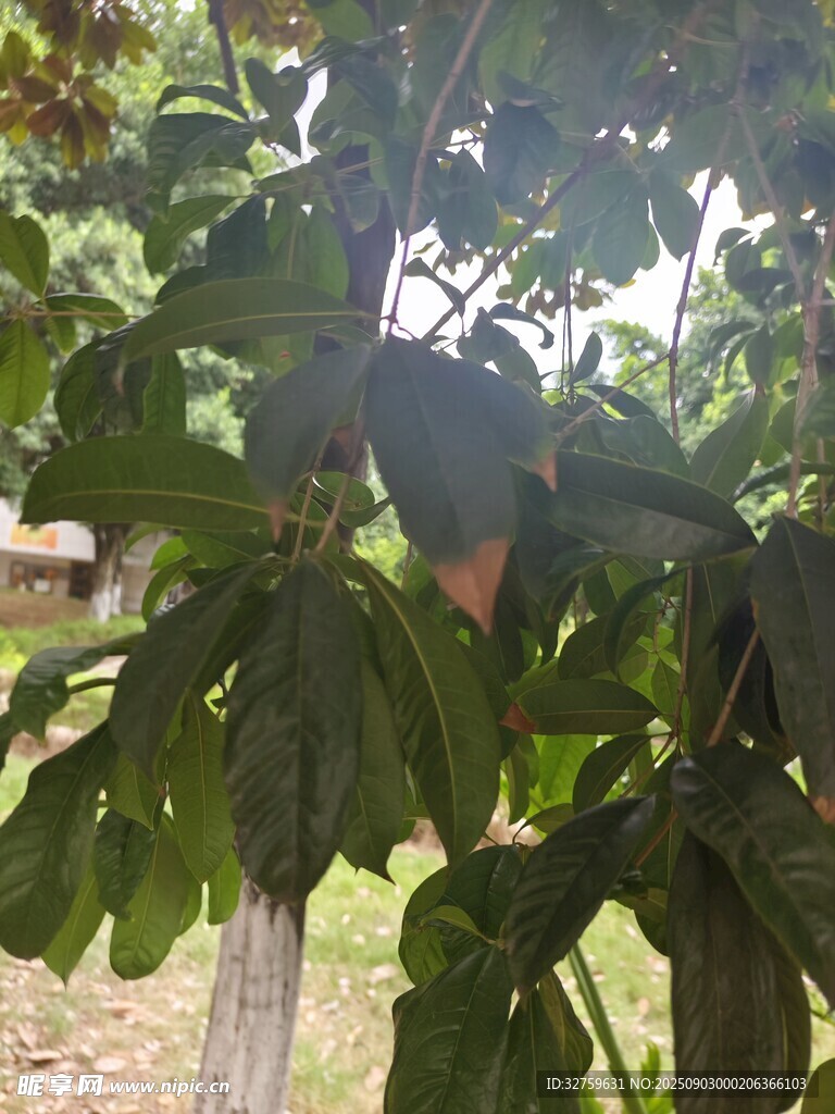 树上挂着的果实