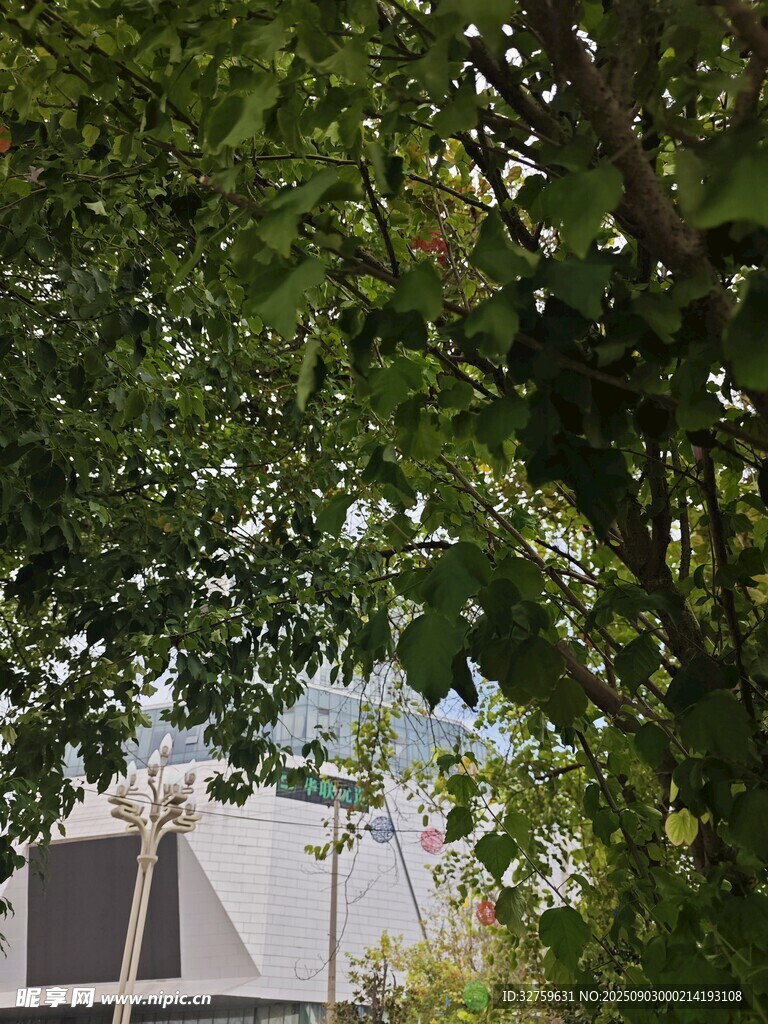 绿荫下的户外景致