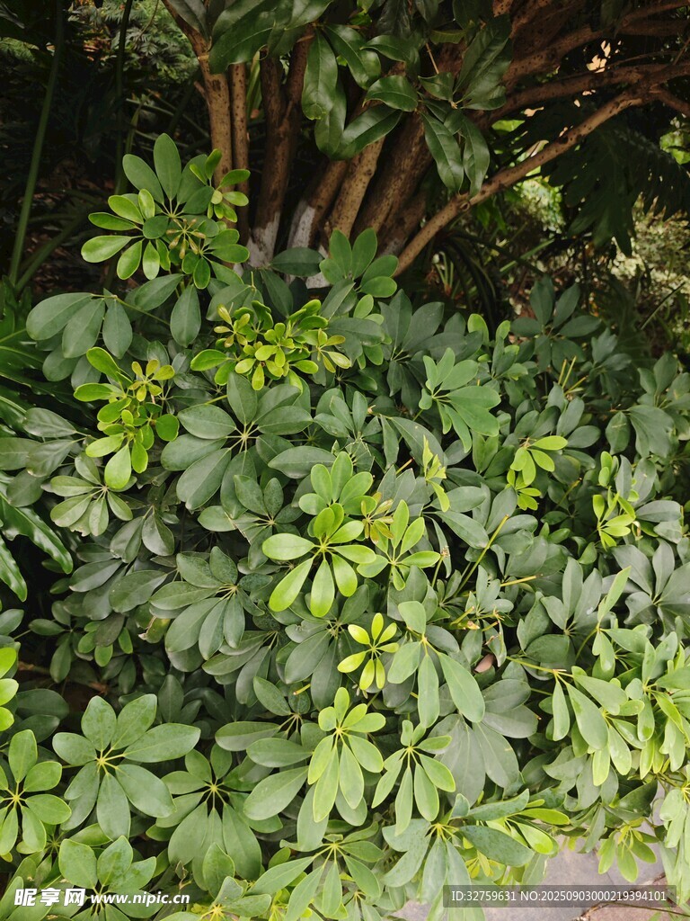 绿叶繁茂的植物景观