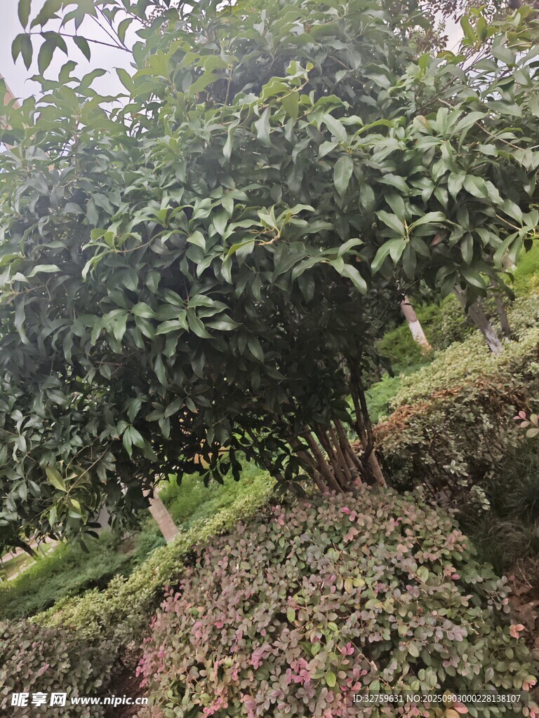 繁茂果树 