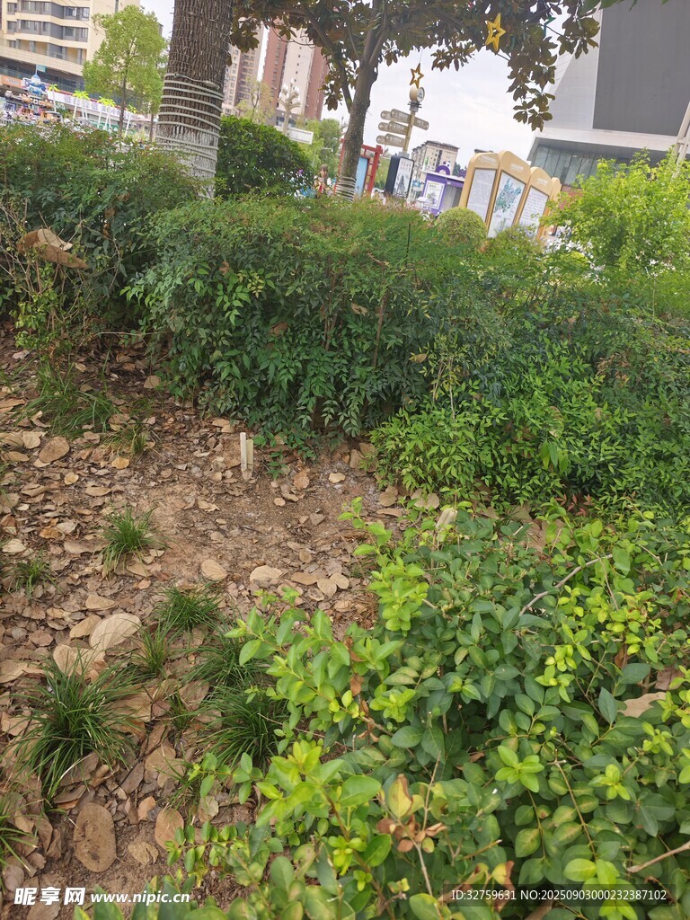 城市中的绿植景观