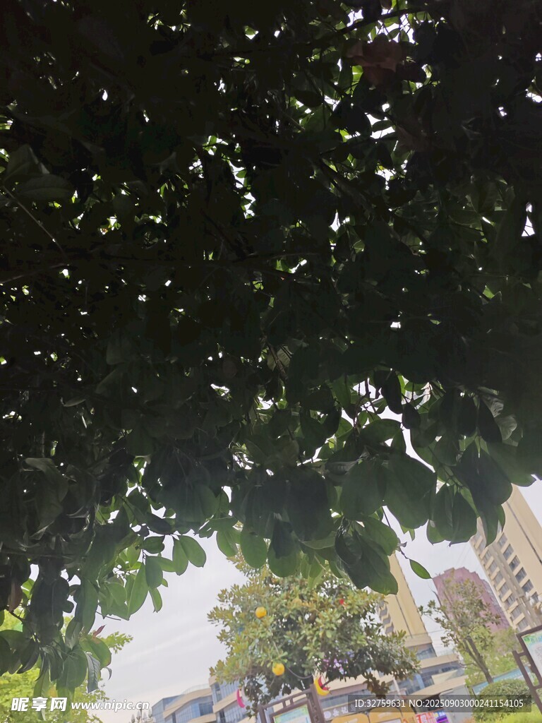 树下街景