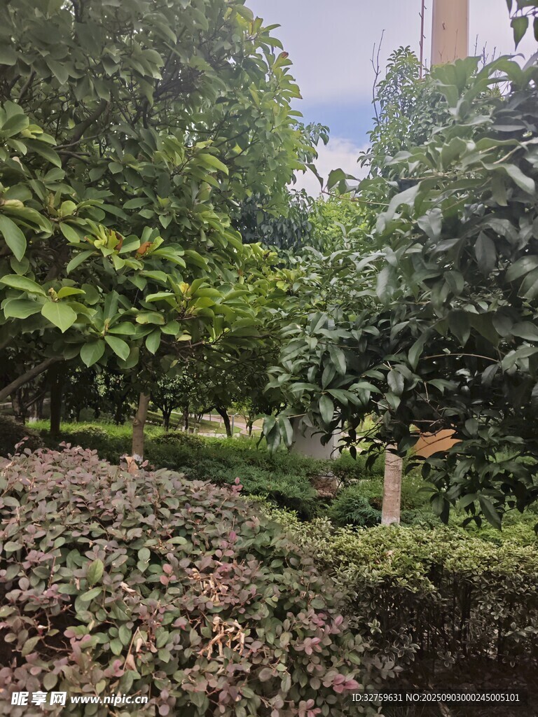 小区内的绿植景观