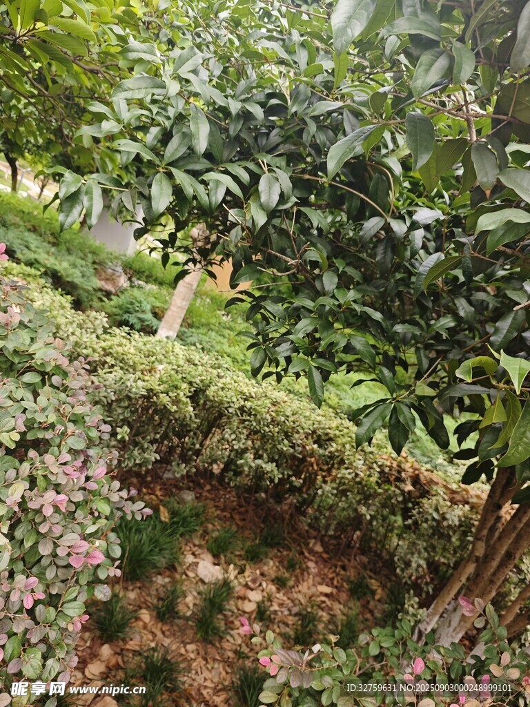 繁茂绿植环绕的自然景致