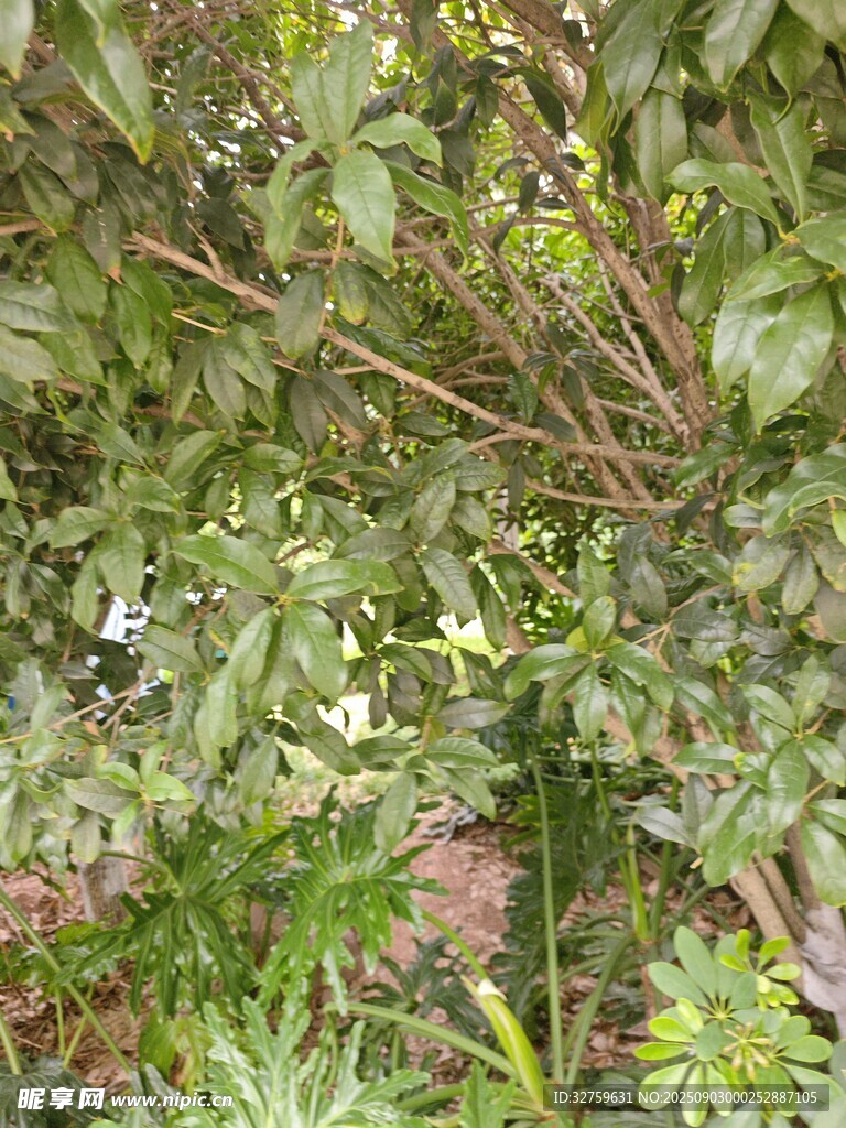 繁茂绿植中的生机景象
