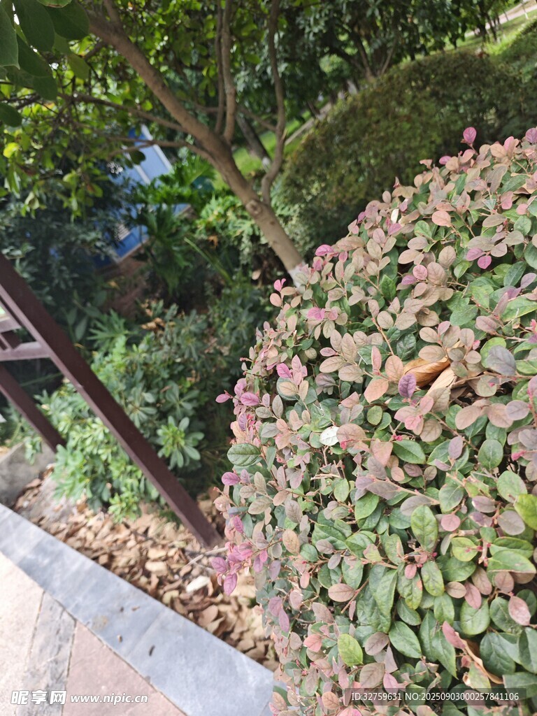 绿叶间的多彩植物景观