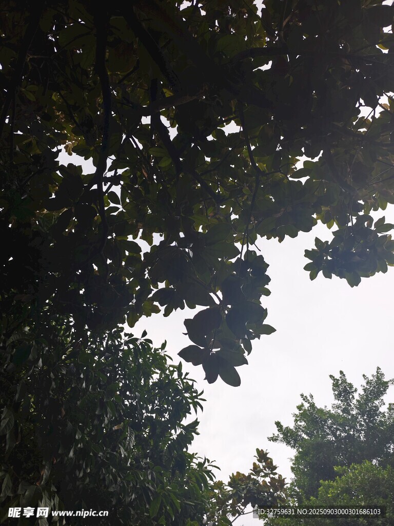 仰视茂密枝叶