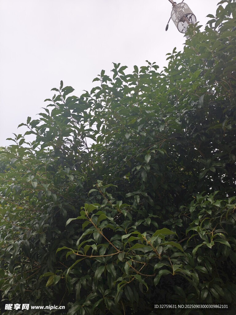 树林中的风车