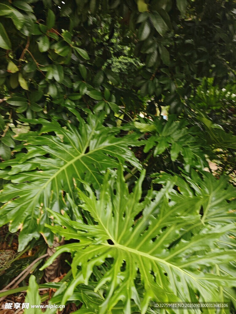 翠绿羽状叶片的热带植物