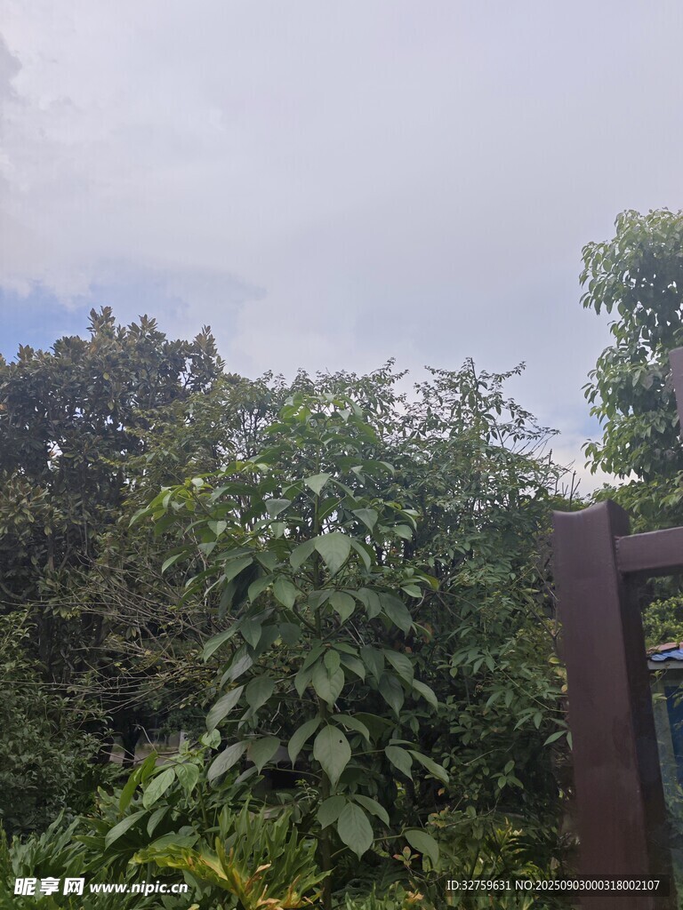 庭院绿植景观