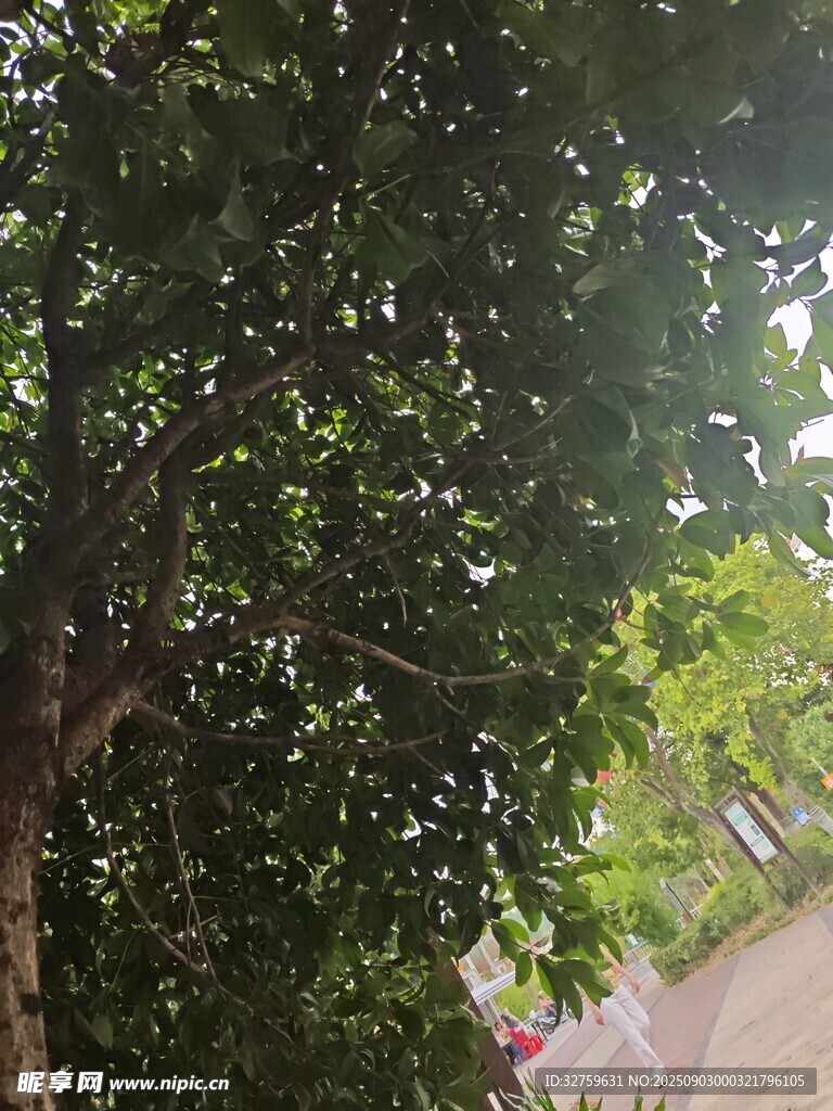 繁茂绿树 