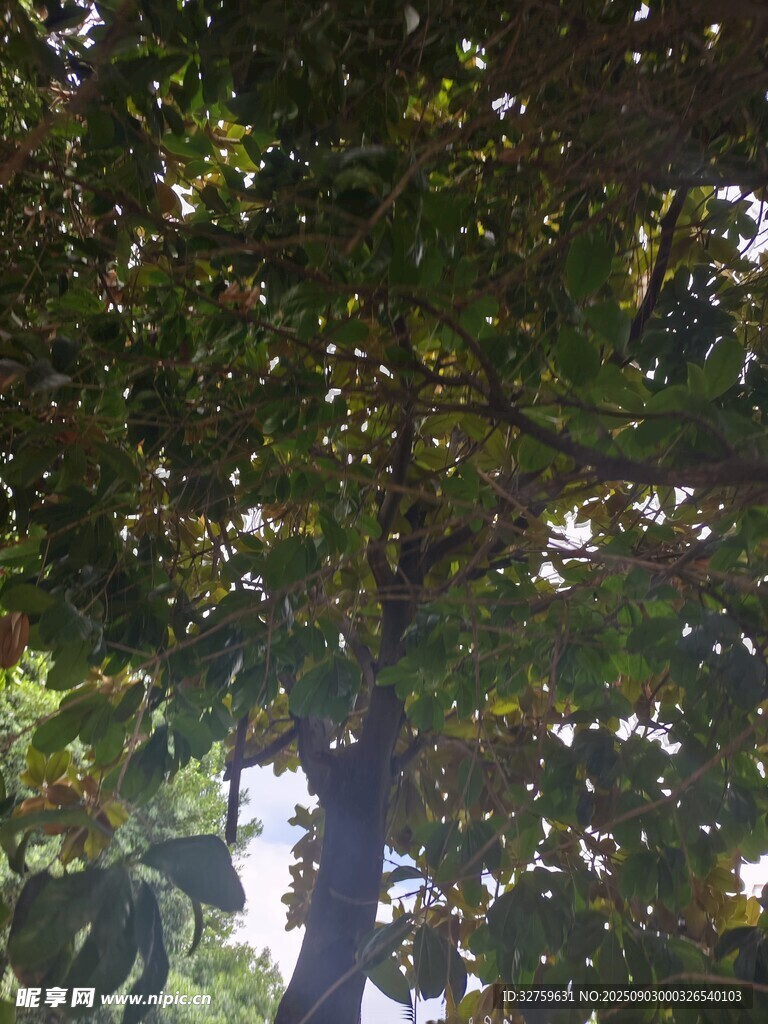 繁茂大树下的光影景致