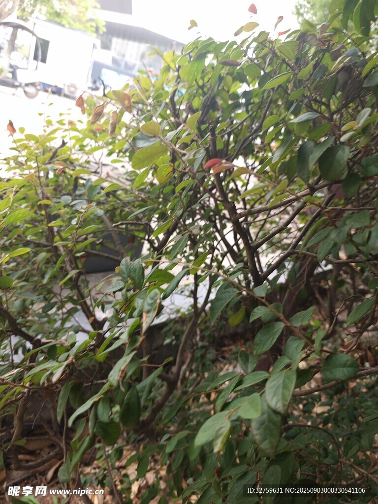 繁茂绿植