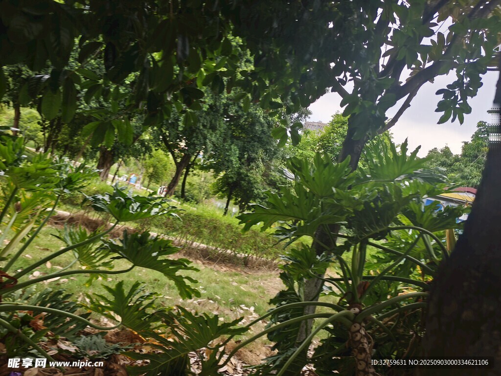 繁茂绿植环绕的林间小径