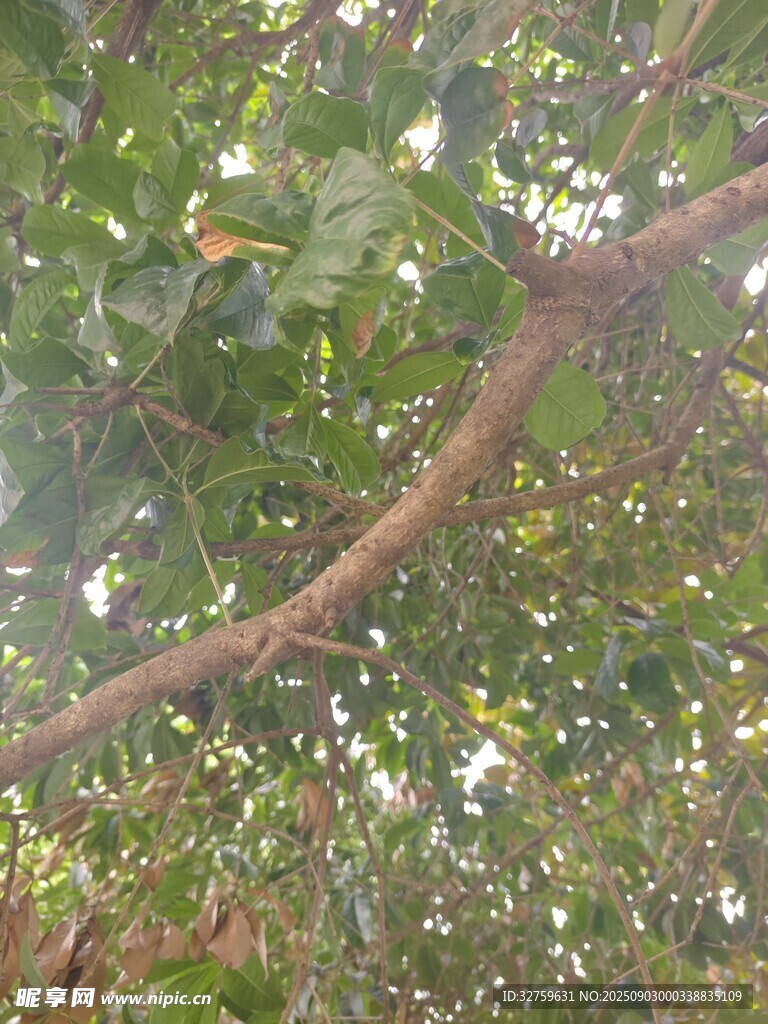 树枝上洒落的点点光斑