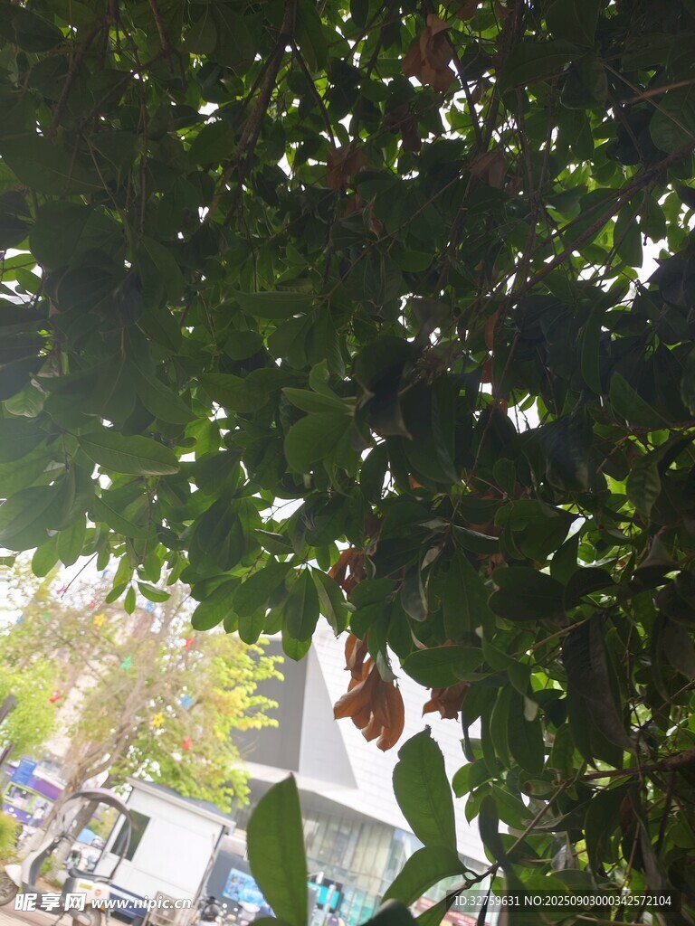 透过树叶看户外景象