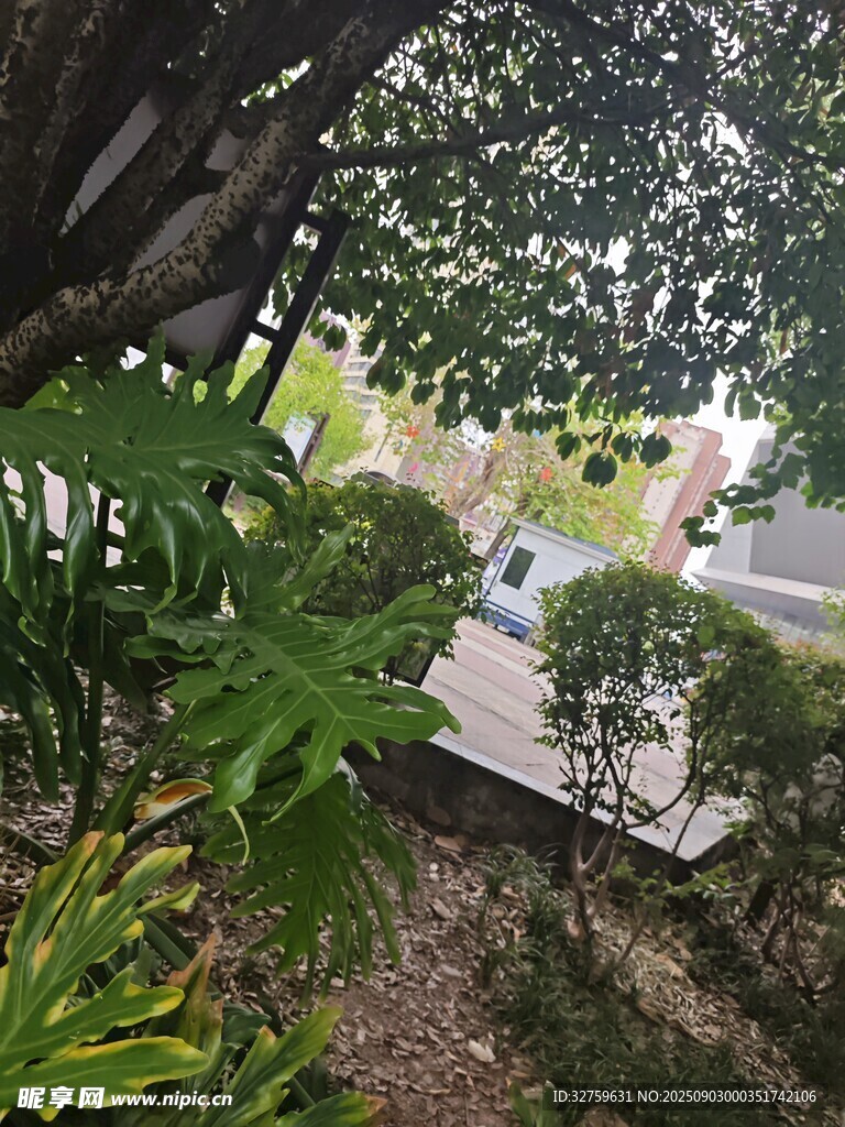 绿荫下的户外景致