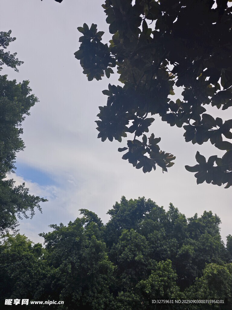 仰视茂密树林中的天空