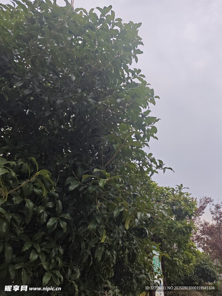 茂密绿树与阴沉天空