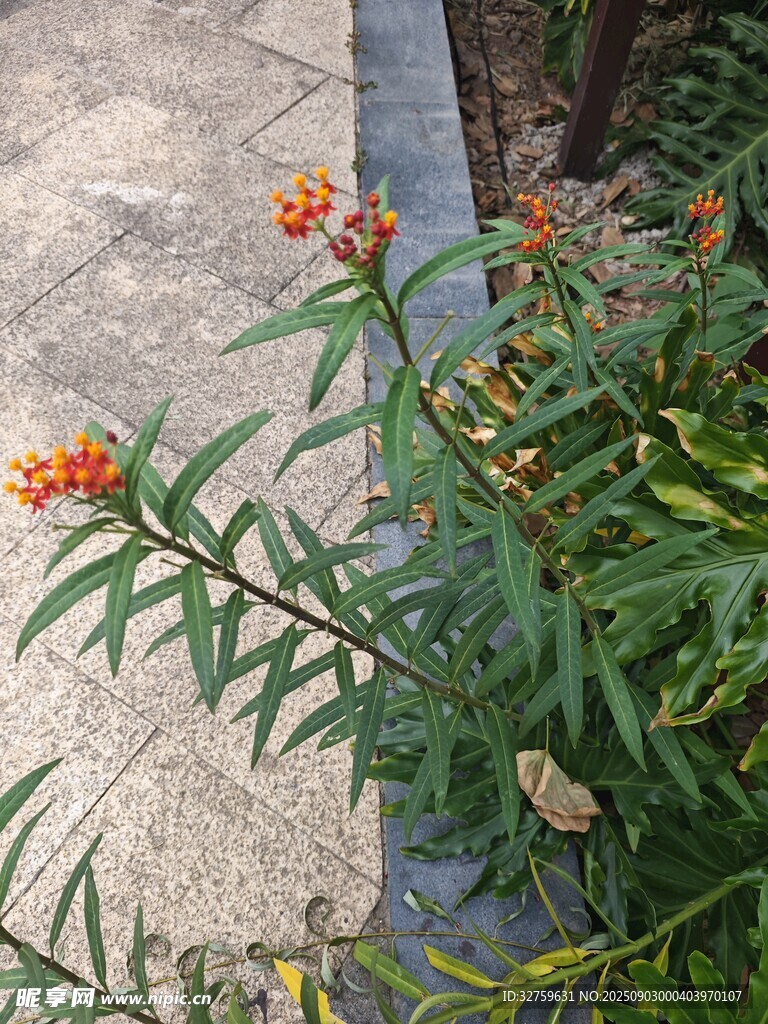 路边绽放的橙色小花