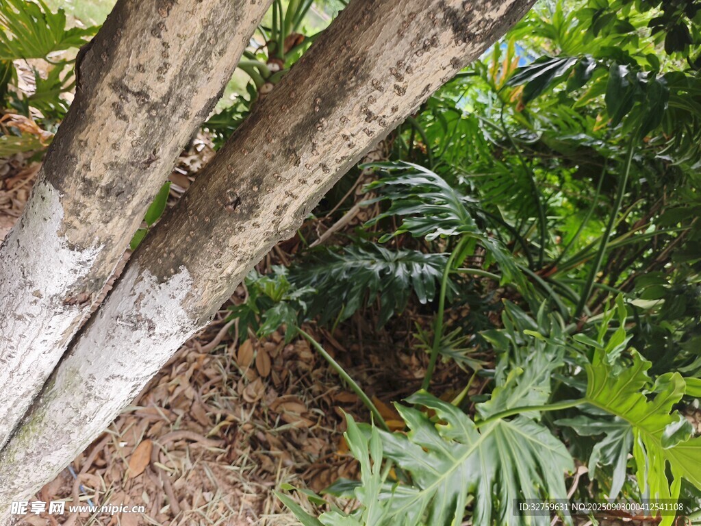 树干旁的繁茂绿植