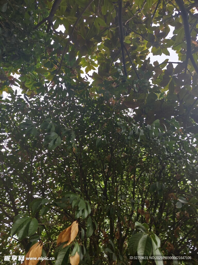 茂密树林中的繁茂枝叶