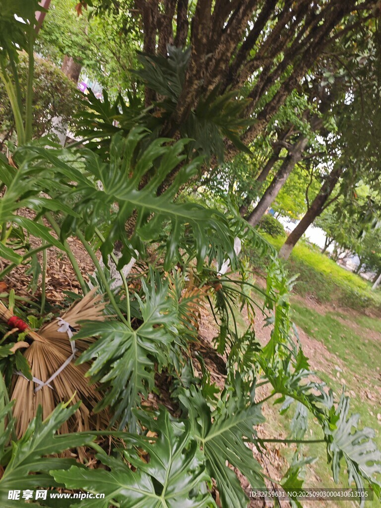 户外繁茂绿植景观