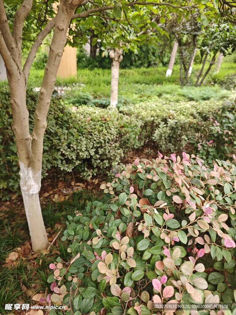 园林绿植景观 