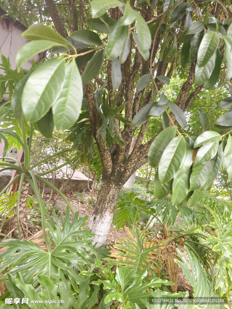 绿叶繁茂的树木景观