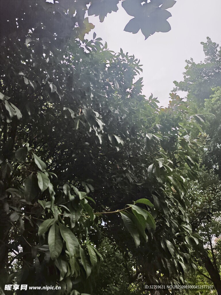茂密树林中的繁茂枝叶