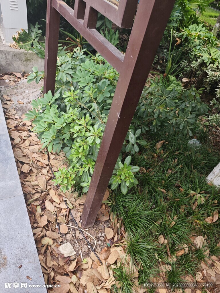 木质围栏下的绿植景观