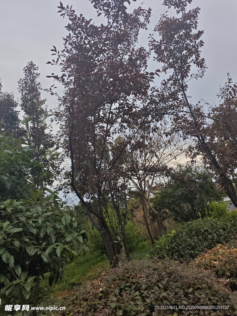 山林树木景观