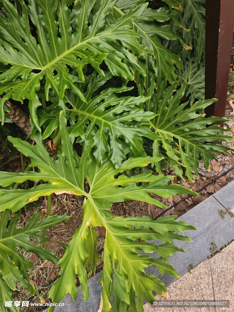 翠绿蕨类植物特写