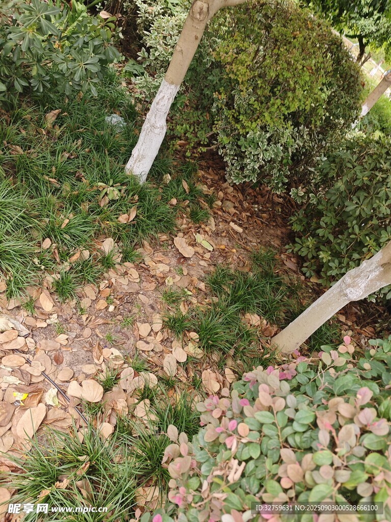 林间花草与树干景致