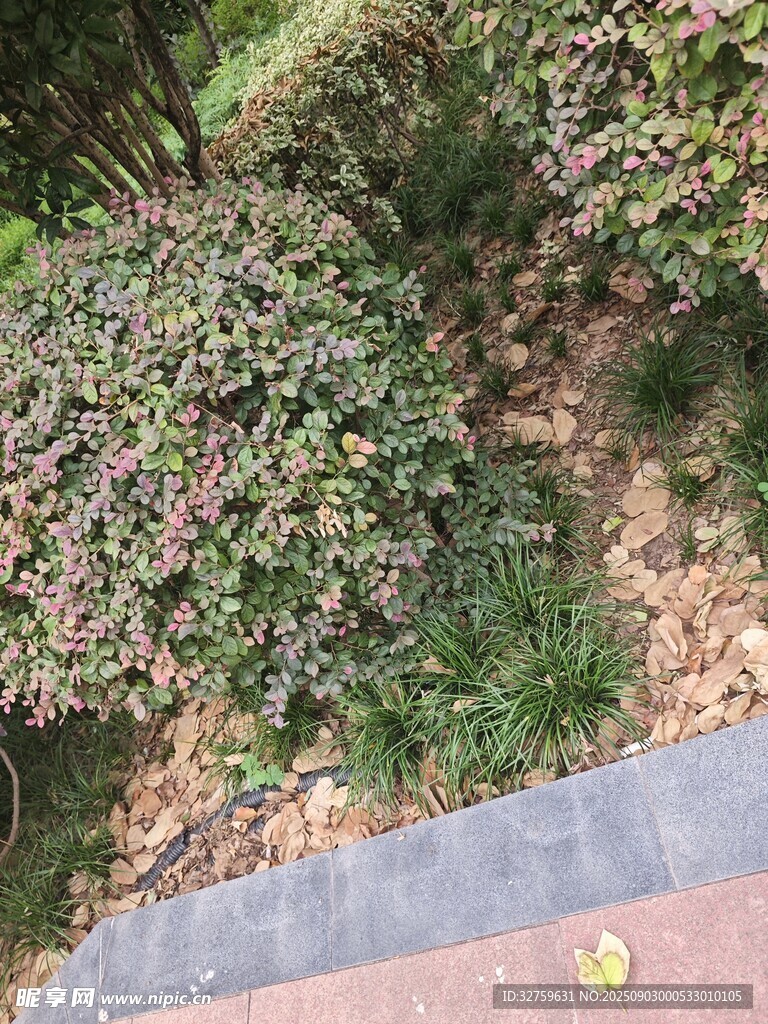 路边绿植景观