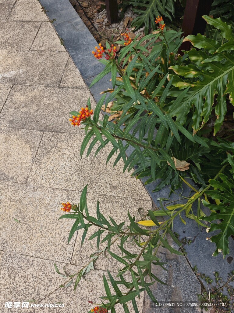 路边绽放的多彩小花