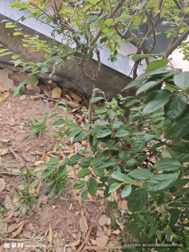户外绿植与地面景观