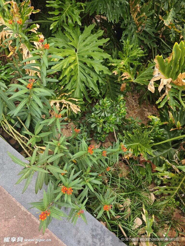 绿叶间的橙色小花
