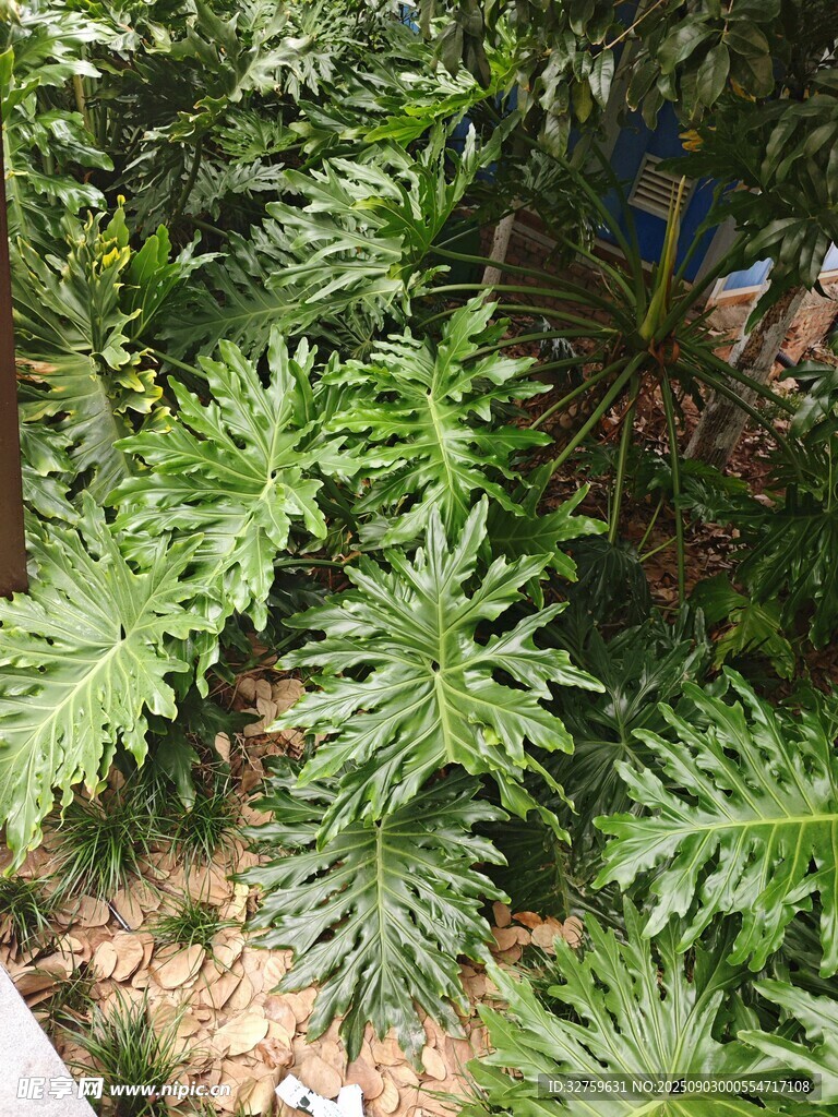 翠绿繁茂的羽状叶片植物