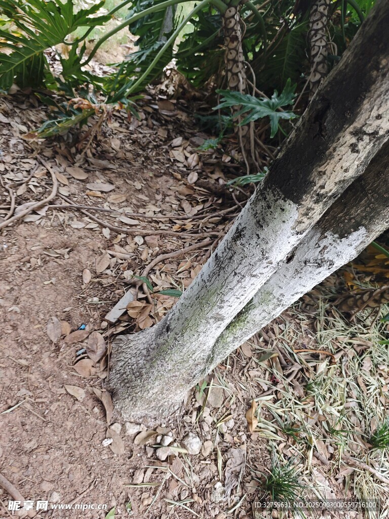 树根旁的地面景象
