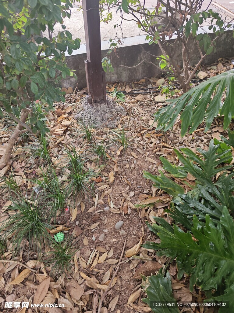 落叶小径旁的绿植景观