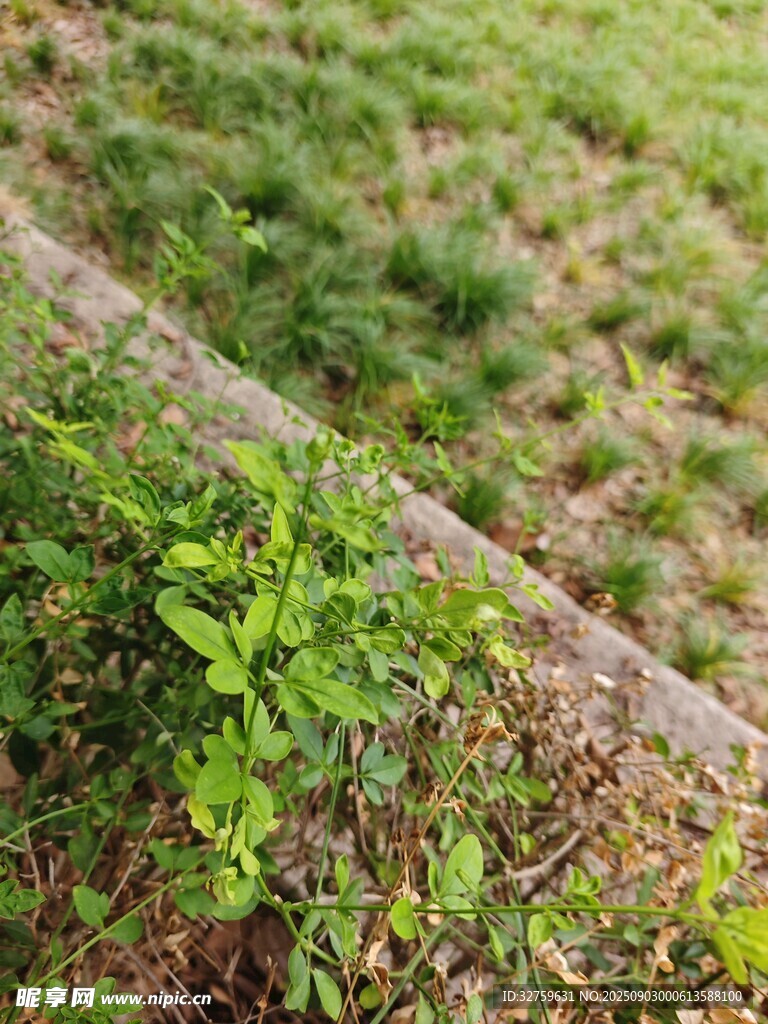 草地边的绿植景象