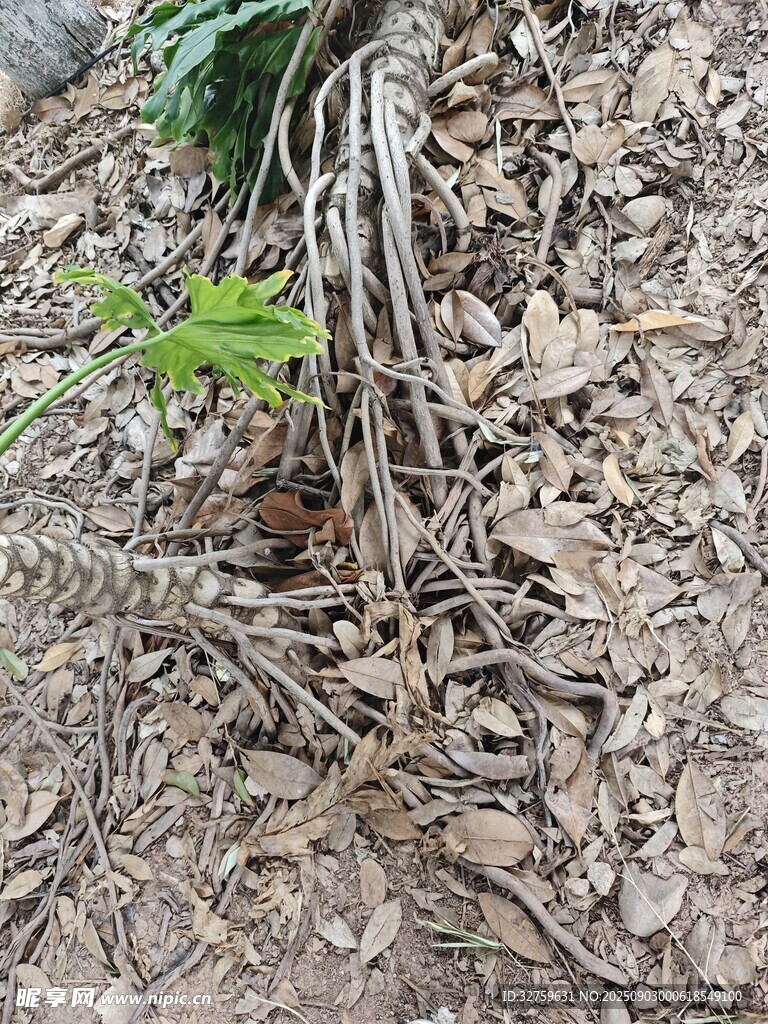 地面树洞及周边杂乱枝叶
