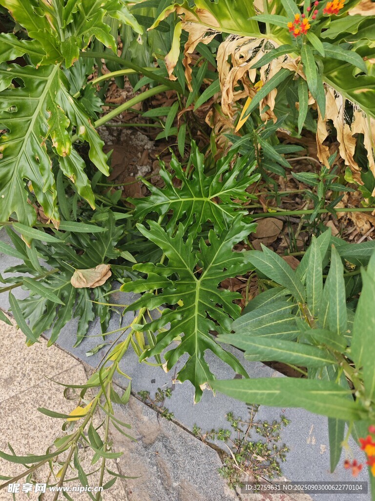 池塘边繁茂的水生植物