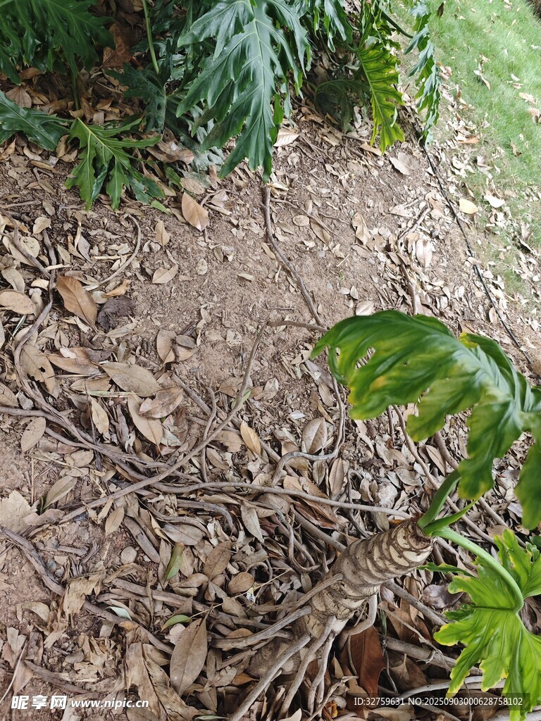 地面上的植物根系与叶片