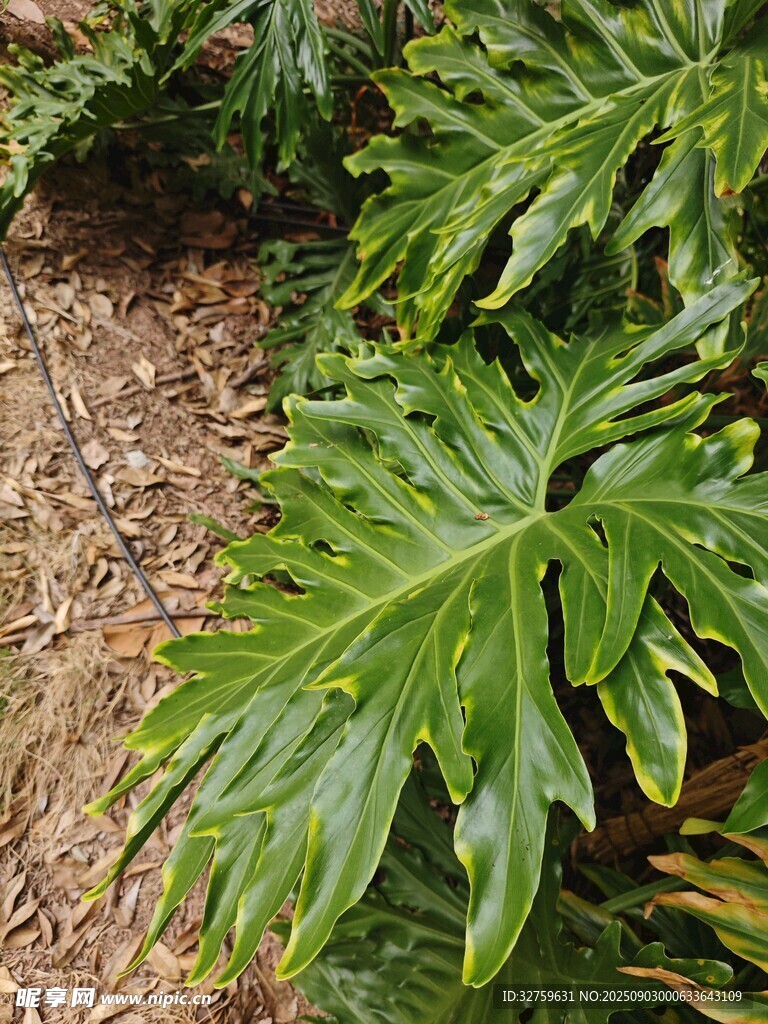 翠绿羽裂蔓绿绒植物特写