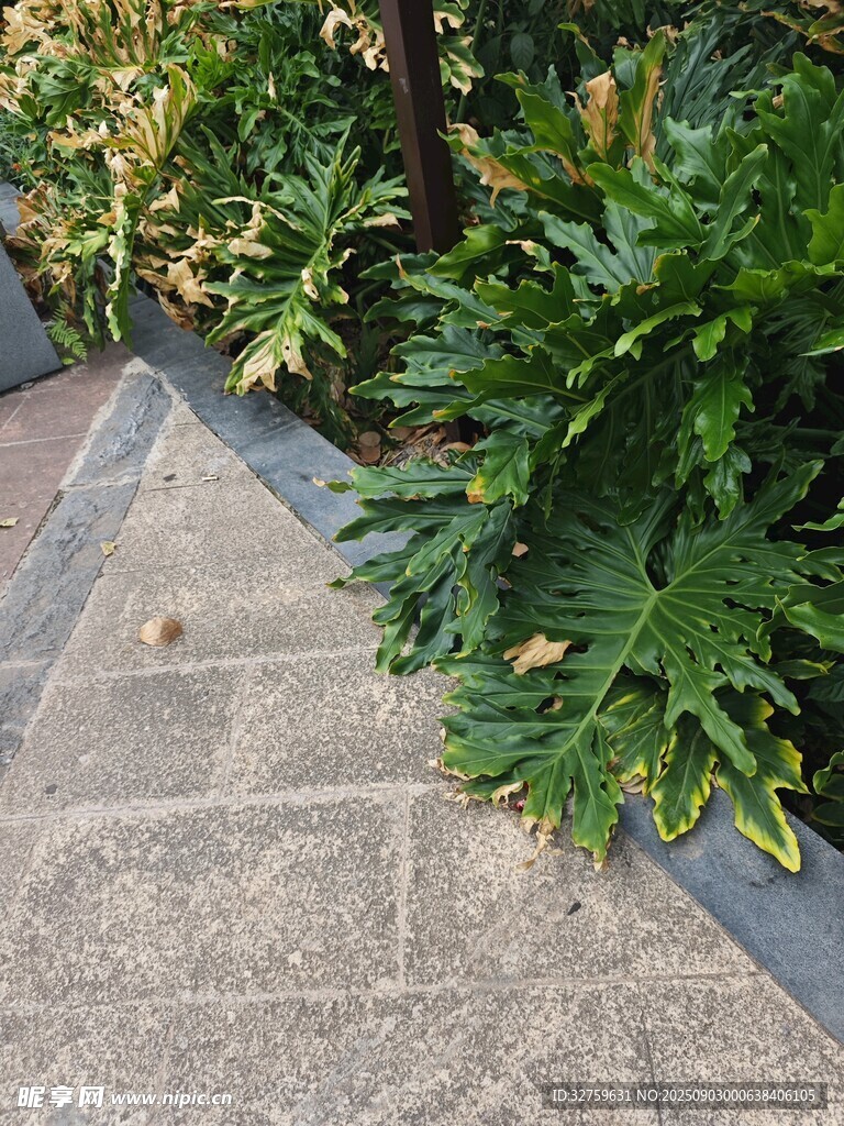 石板小径旁的葱郁绿植