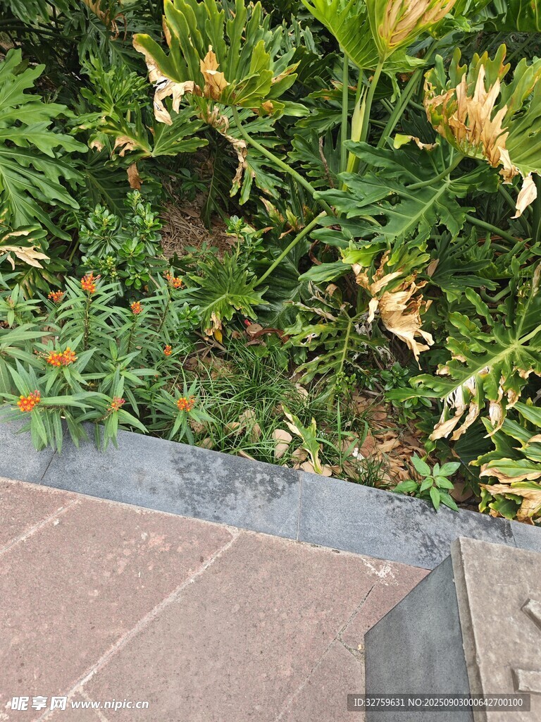 路边绿植与砖石地面景观